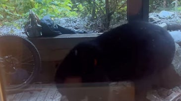 Watch a Giant Black Bear Rip Through a Wooden Deck to Attack a Beehive