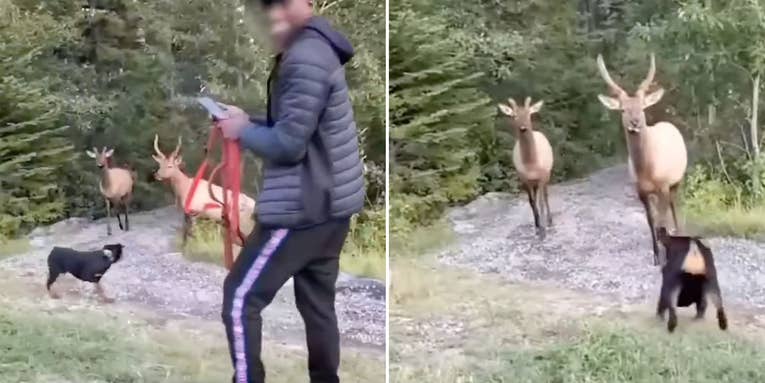 Watch: Tourists Unleash Rottweiler on Two Bull Elk in Canadian National Park