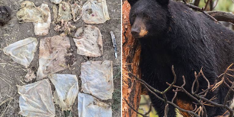 Colorado Officials Euthanize Bear “Suffering from Intestinal Blockage Caused by Trash”