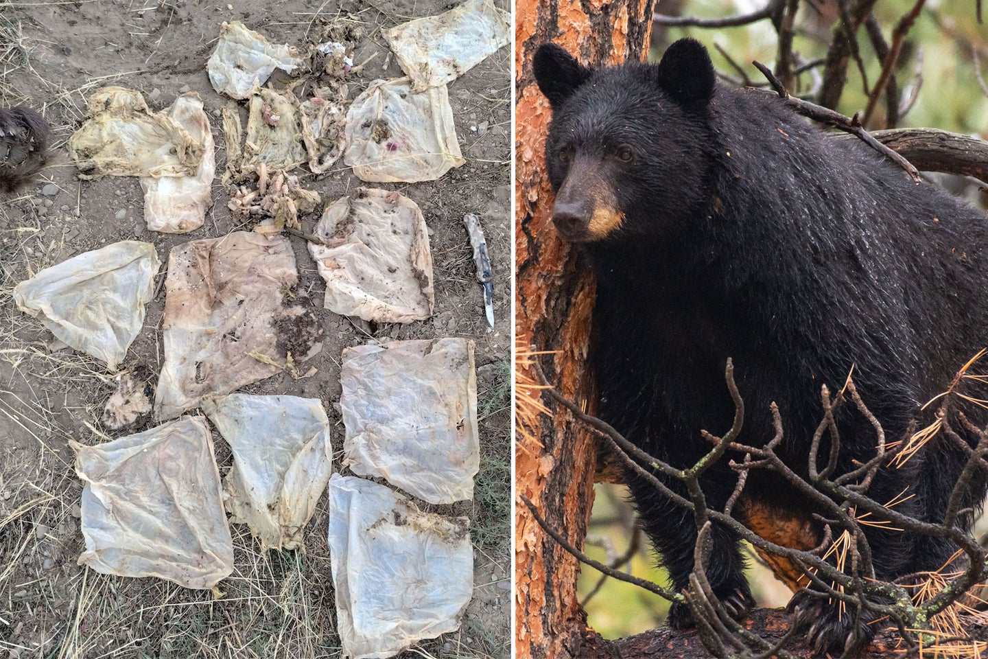 The bear has been raiding trash cans and causing conflict in Telluride, Colorado all summer, CPW said. 