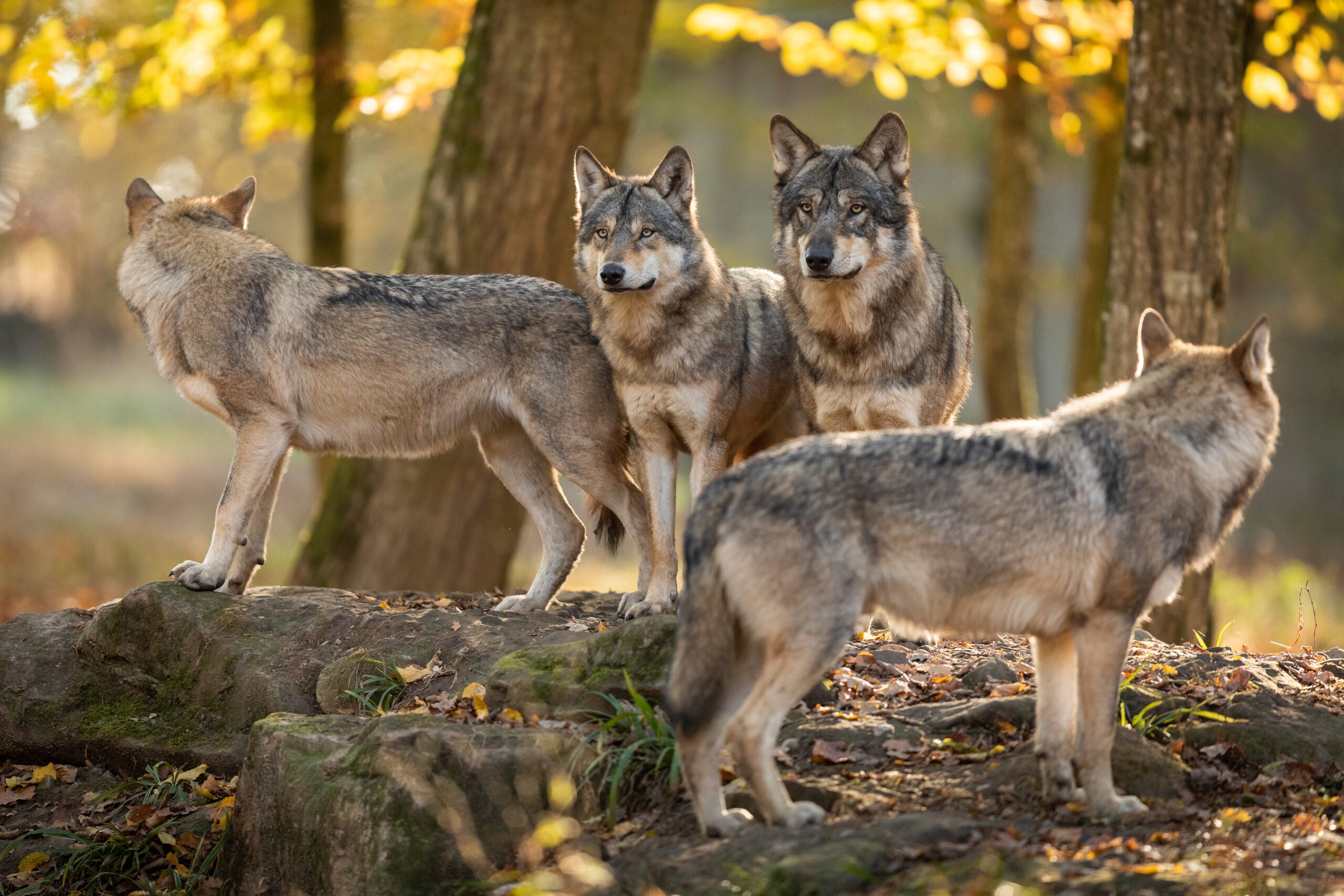 Photo of a wolf pack.
