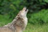 Photo of a wolf howling.