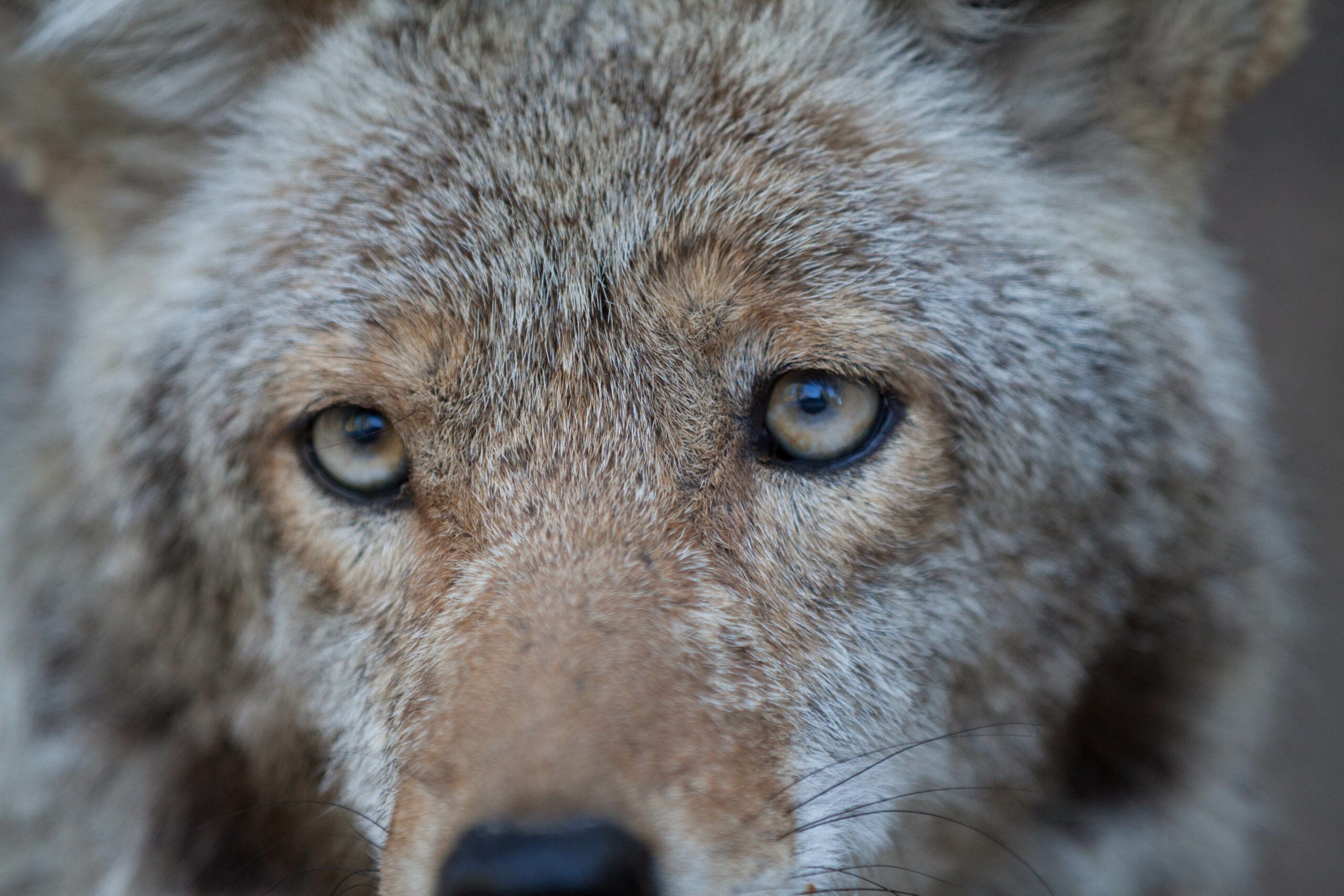 A close-up of a coyote's eyes.
