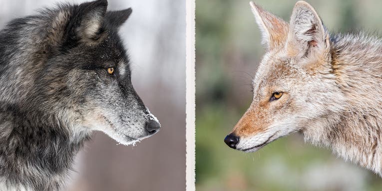 Wolf vs Coyote