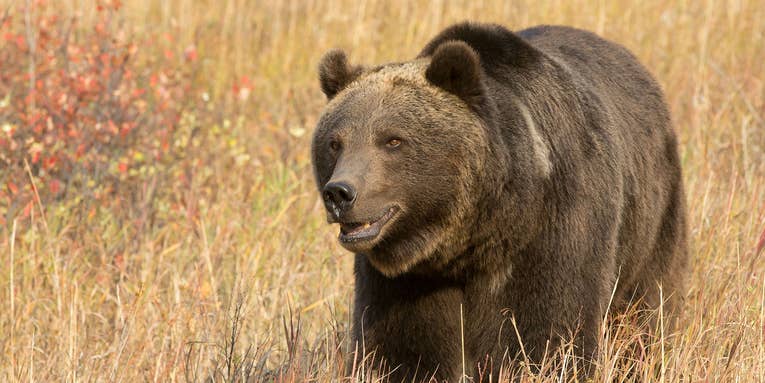 Bird Hunter Shoots and Wounds Charging Grizzly Bear in Montana