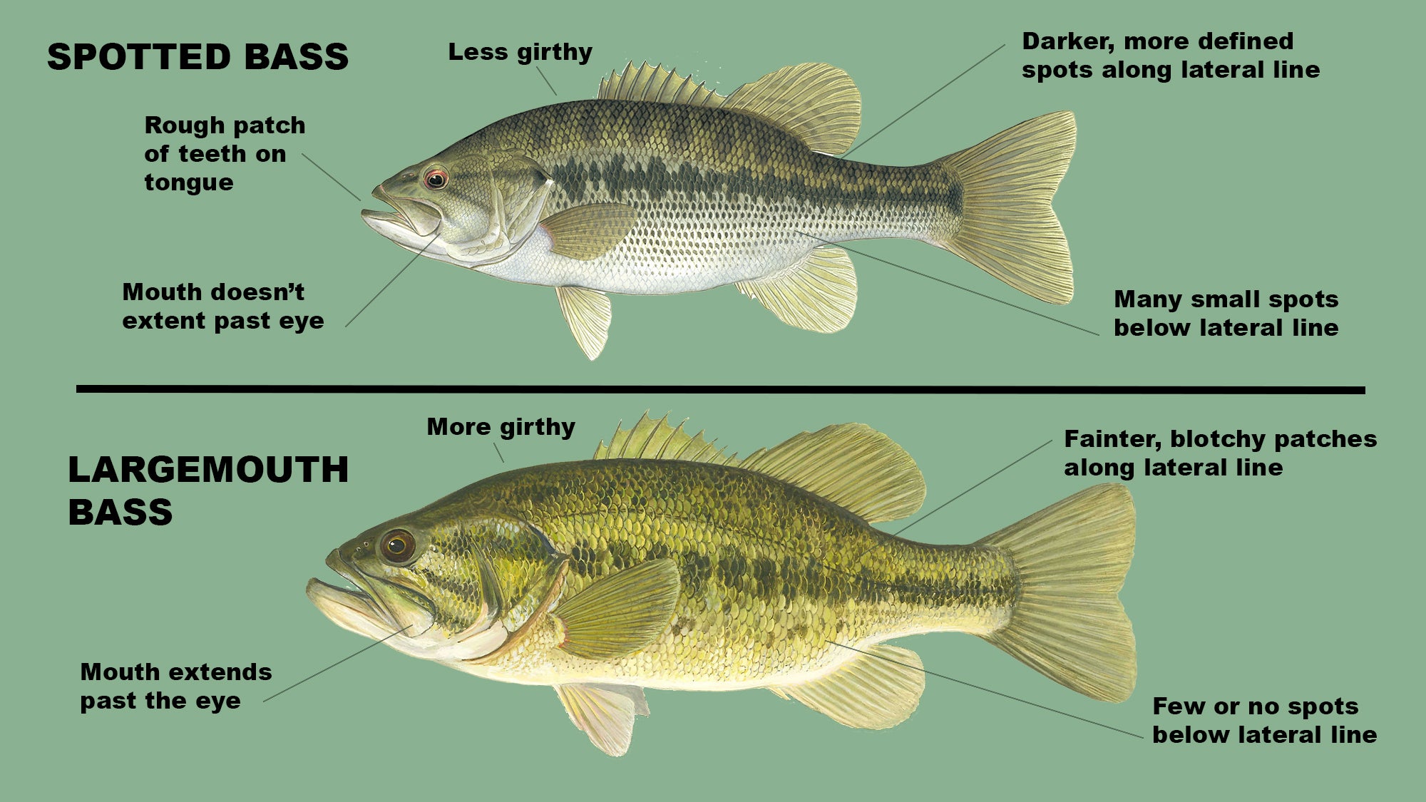 chart breaking down the differences between spotted bass and smallmouths
