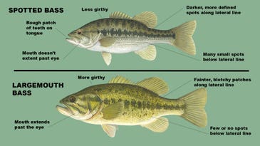 Spotted Bass vs Largemouth Bass