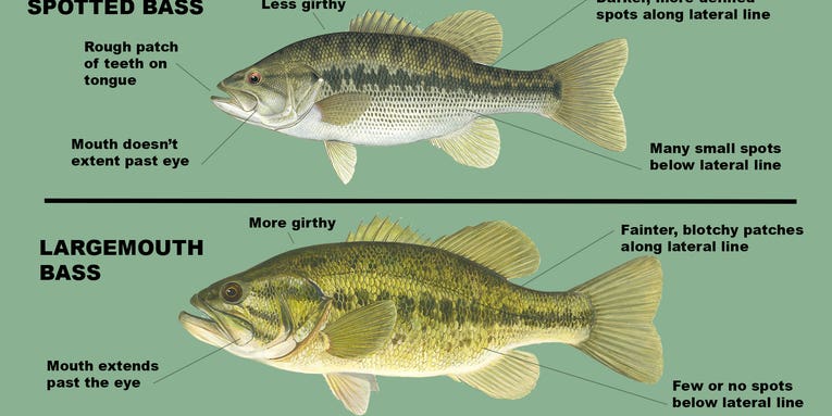 Spotted Bass vs Largemouth Bass