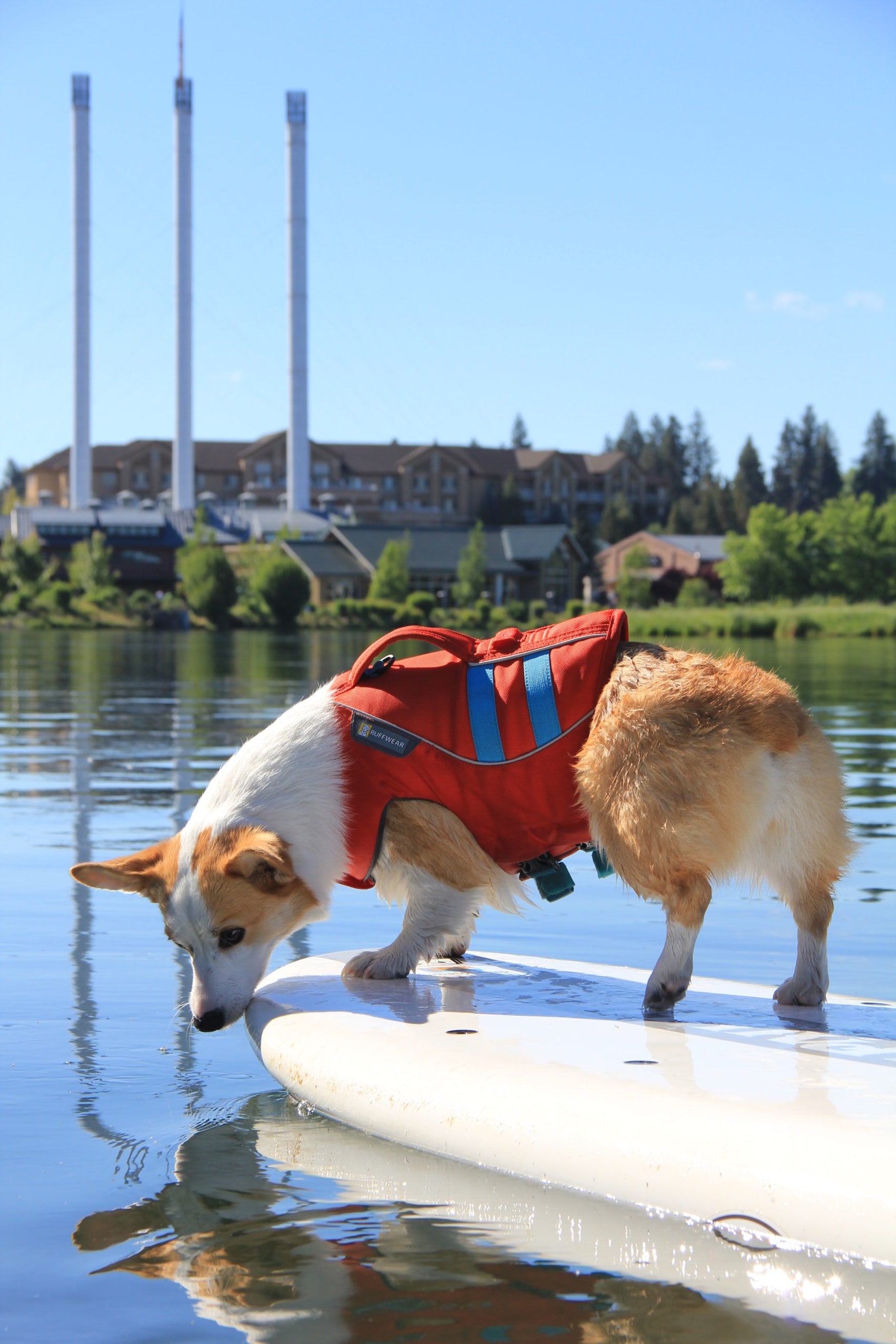 The author's dog stands atop her paddleboard.