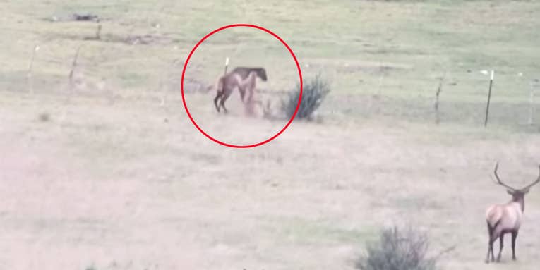 Watch a Mountain Lion Run Down an Elk Calf While its Herd Looks On