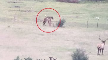 Watch a Mountain Lion Run Down an Elk Calf While its Herd Looks On