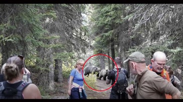 Watch: Giant Grizzly Bears Stalk Hikers in Canadian National Park