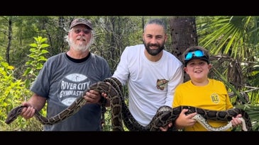 Tennessee Family Wins $10,000 Prize After Killing 20 Pythons in the Florida Everglades