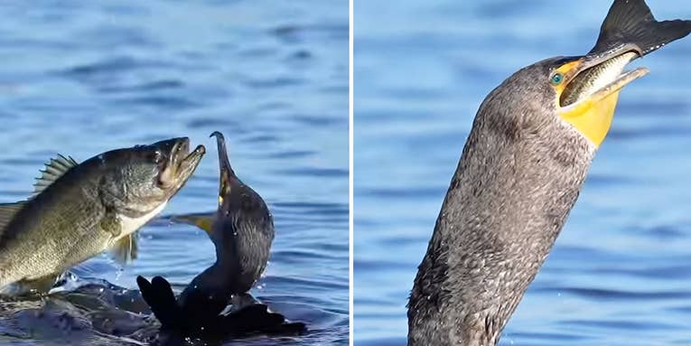 Watch a Cormorant Eat a Largemouth Bass in One Massive Gulp