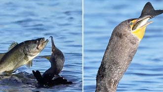 Watch a Cormorant Eat a Largemouth Bass in One Massive Gulp