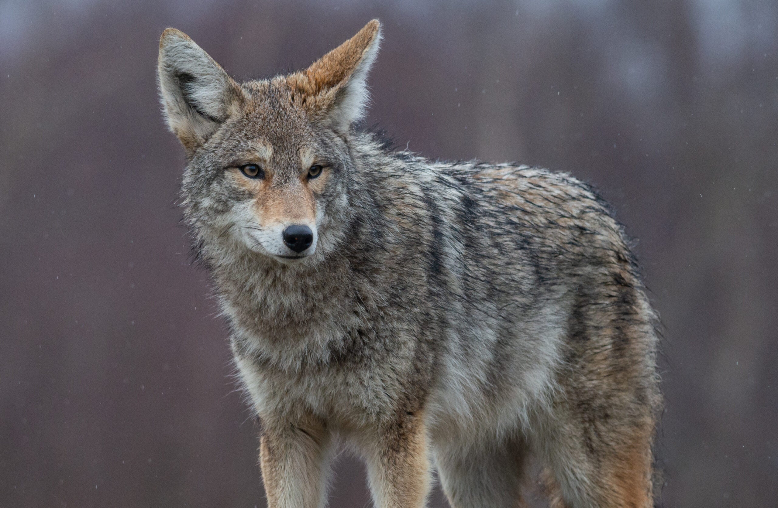 a coyote responds the a prey-in-distress call