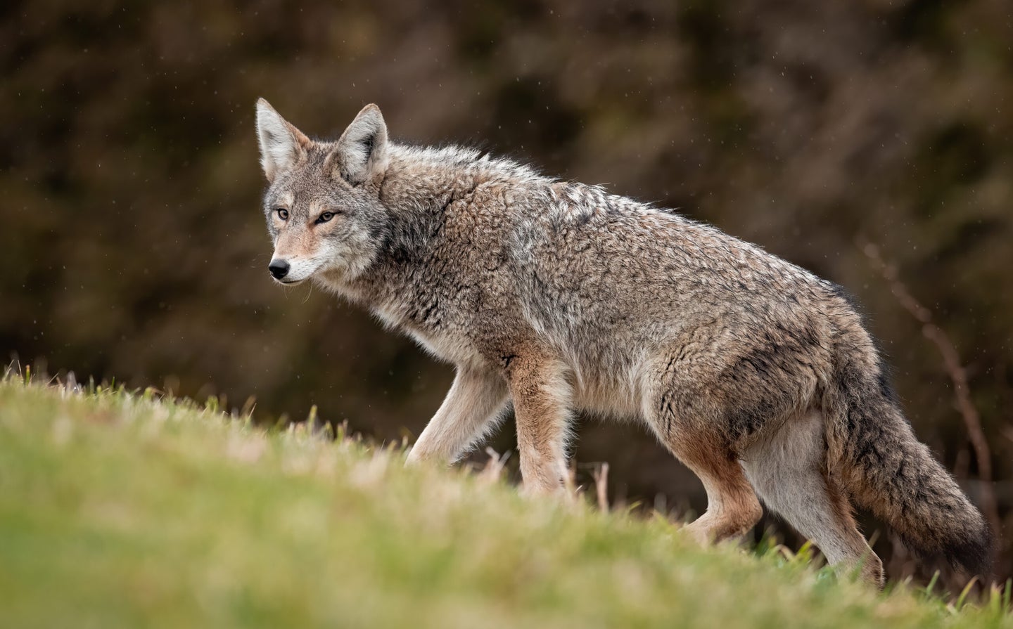 a coyote slinks across a field as it approaches a calling setup