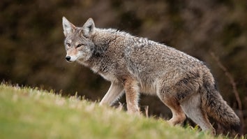How to Hunt Coyotes—A Complete Guide