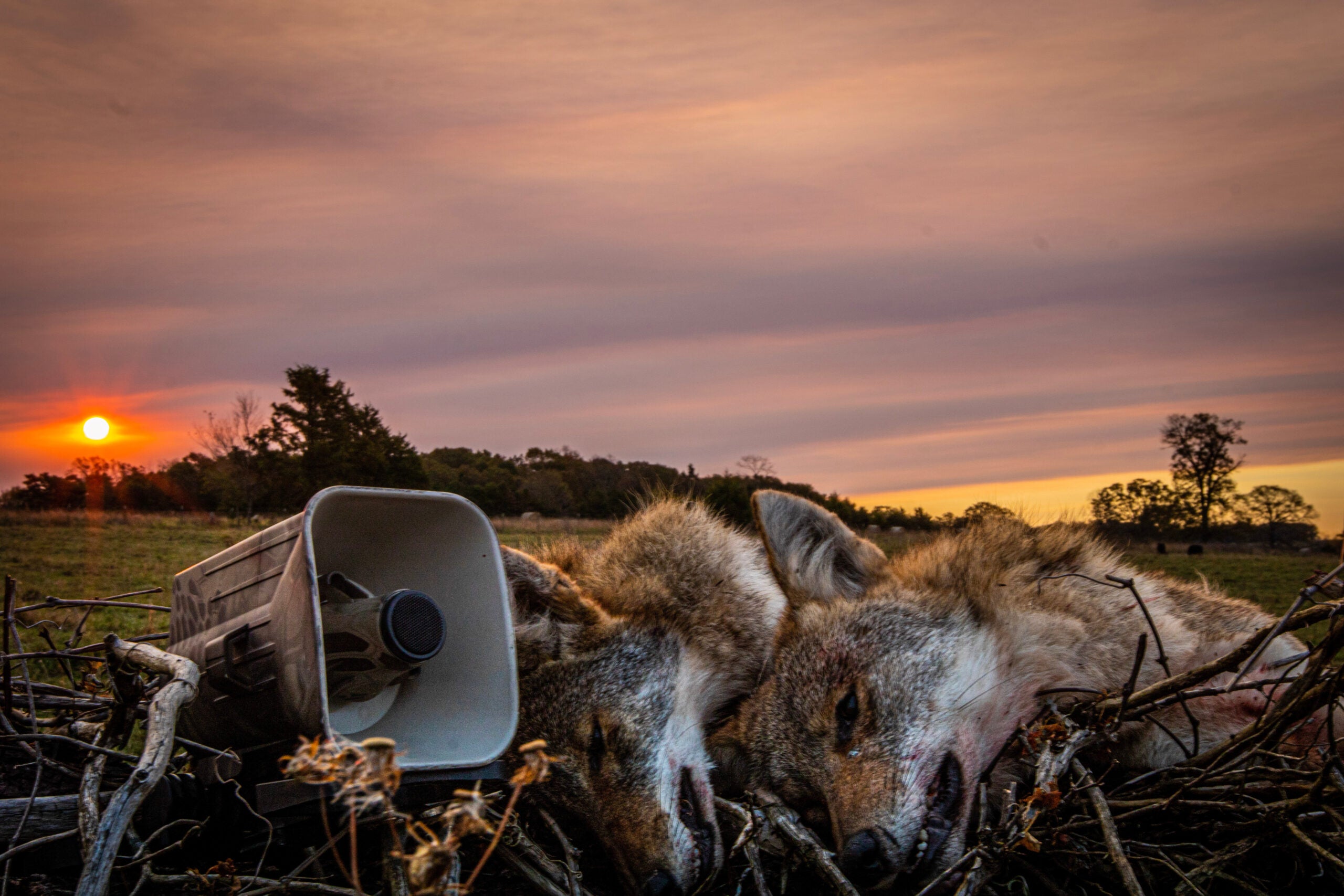 two coyotes taken by using an electronic caller
