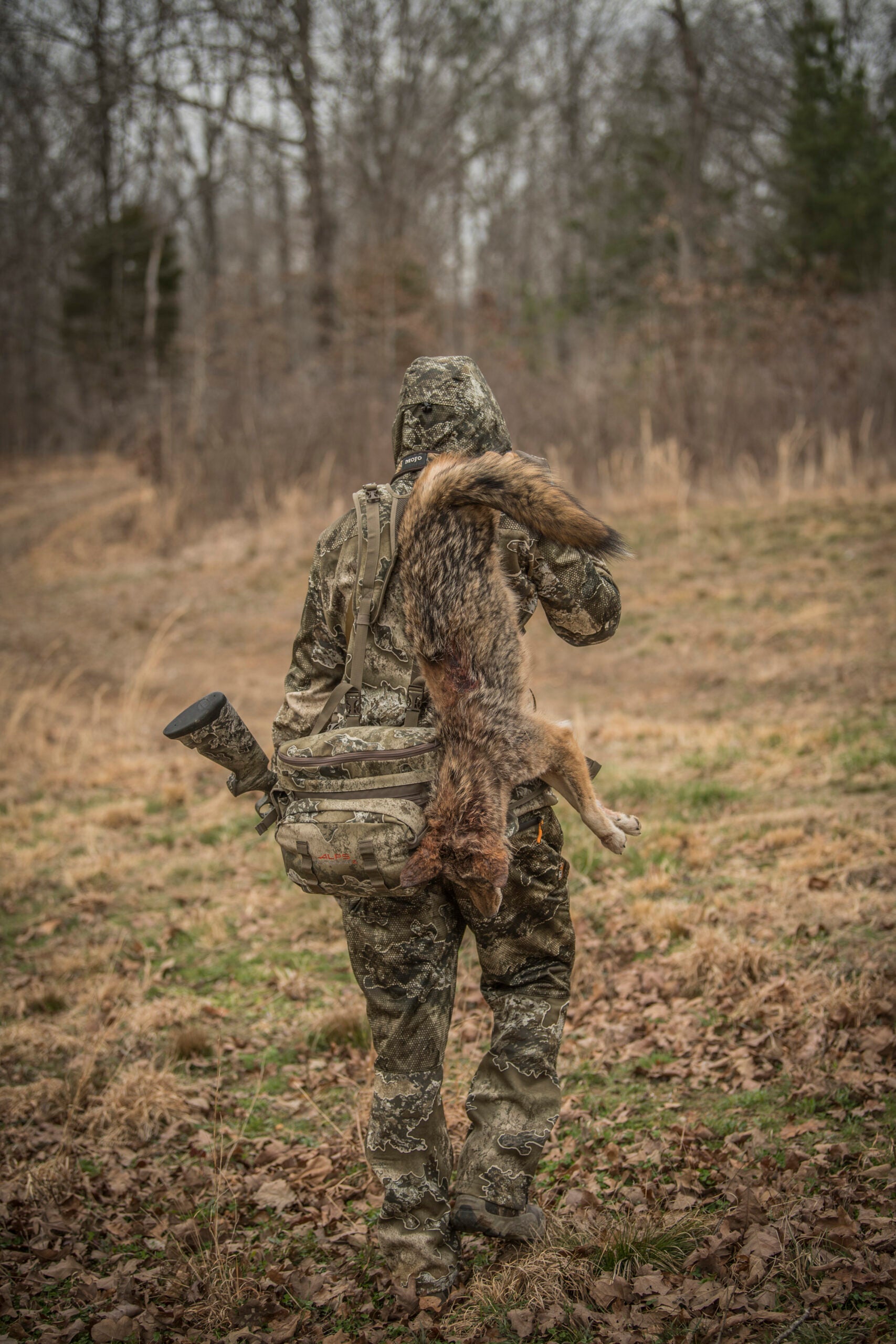 hunter leaving the woods with a coyote slung over his shoulder