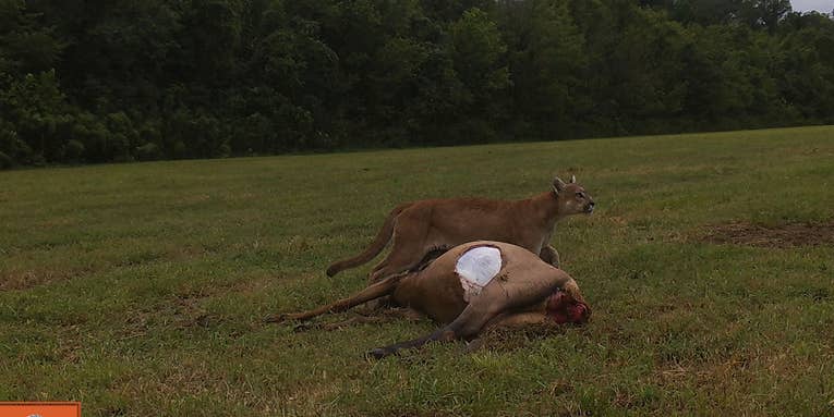 Wildlife Biologists Capture Rare Photos of a Mountain Lion Preying on an Elk in Missouri