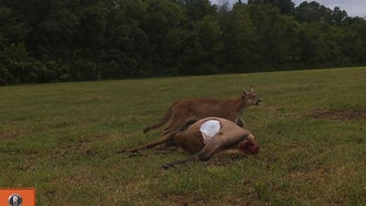 Wildlife Biologists Capture Rare Photos of a Mountain Lion Preying on an Elk in Missouri