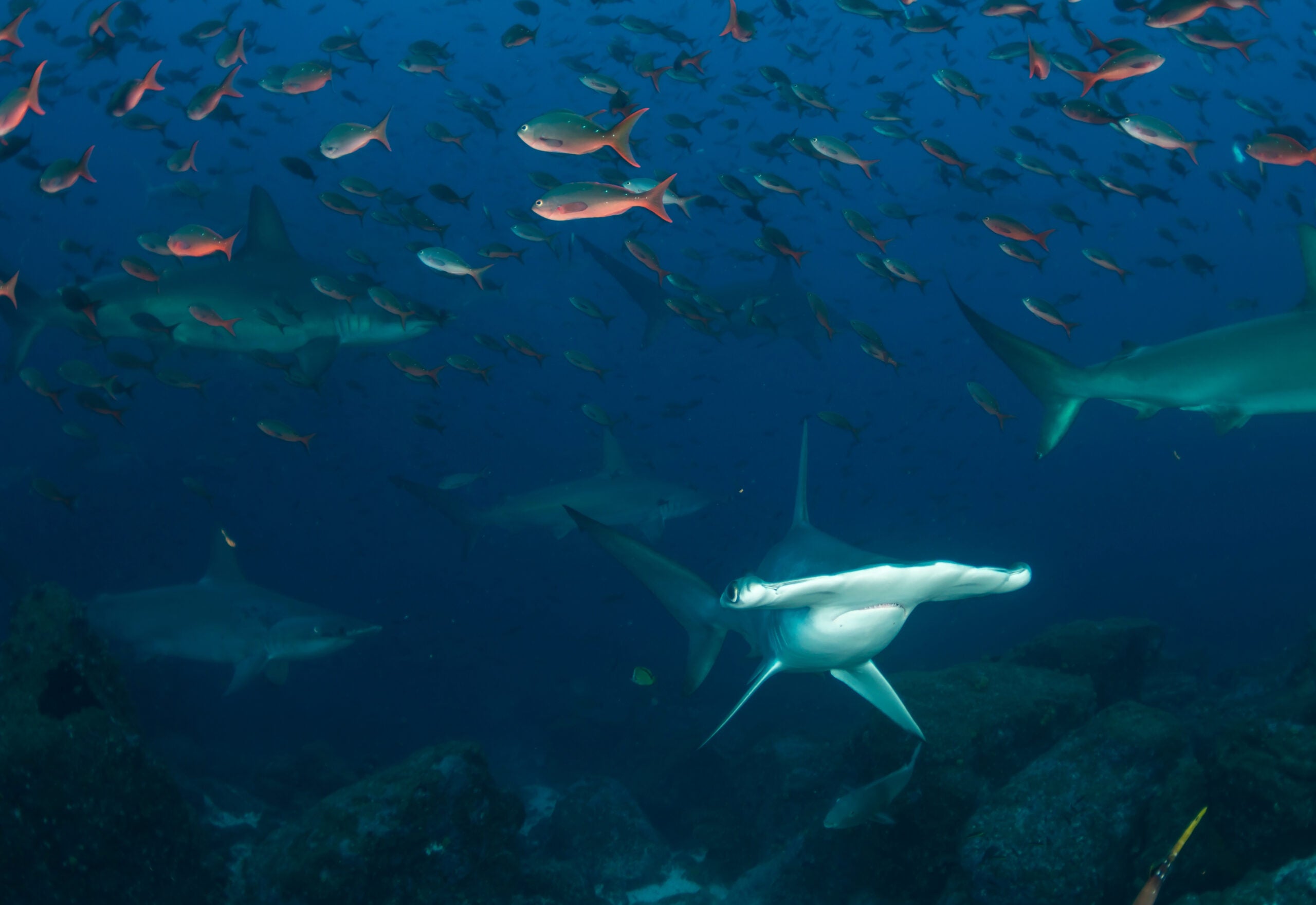 Photo of a hammerhead shark searching for food