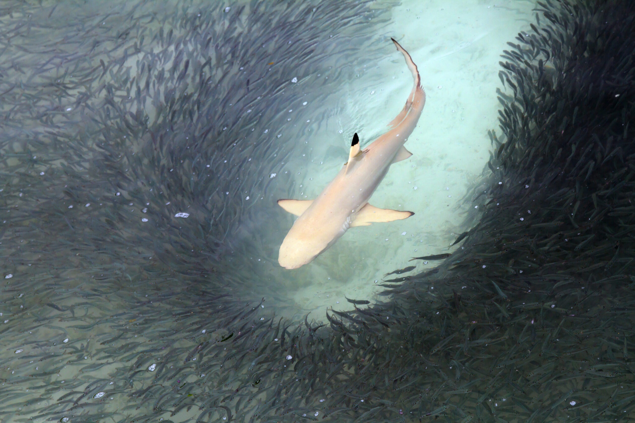 Photo of a blacktip reef shark feeding