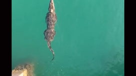 Watch: 9-Foot Crocodile Shuts Down South Florida Beach