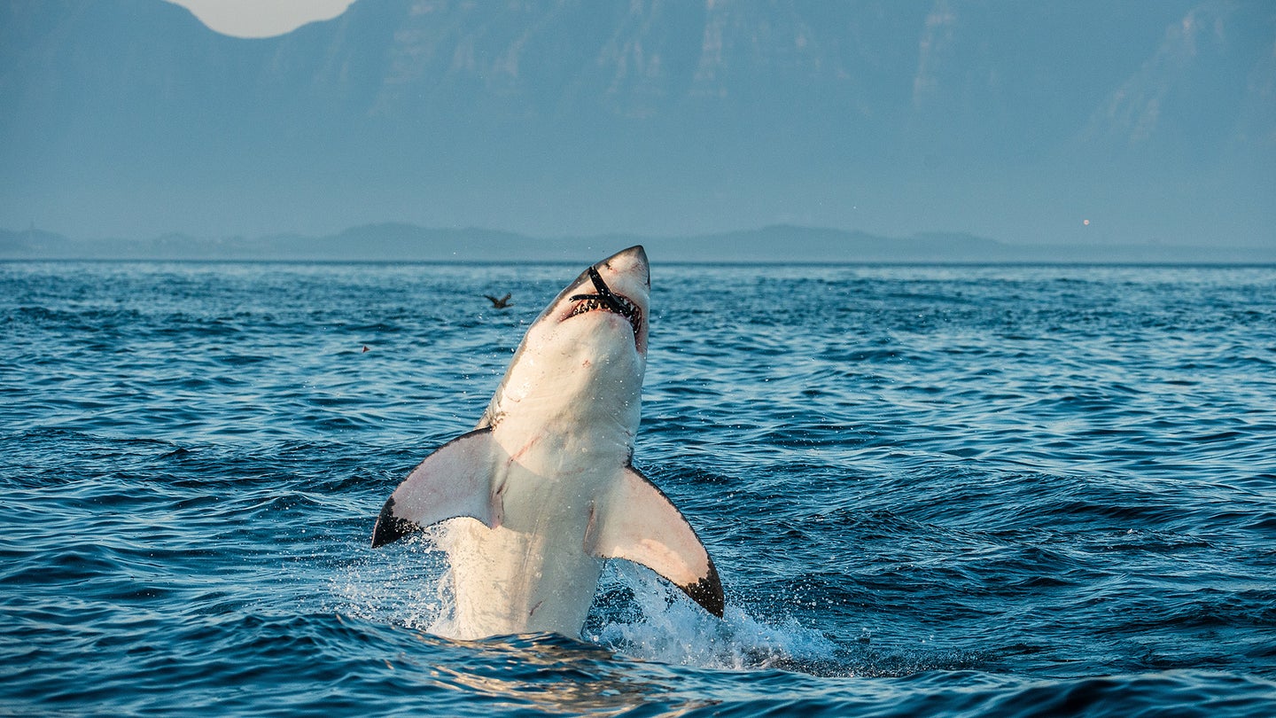 Photo of a great white shark eating