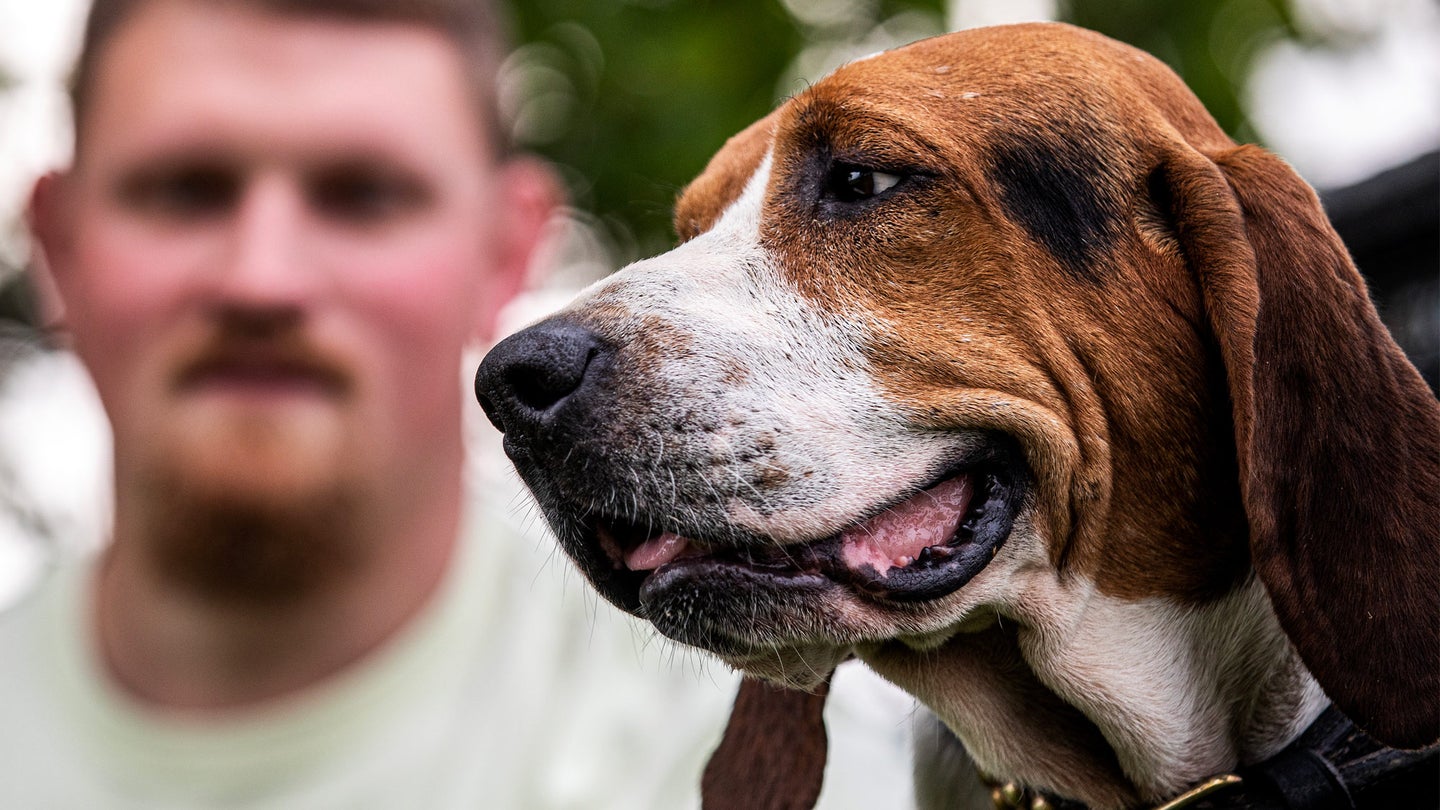 hound profile with handler behind him