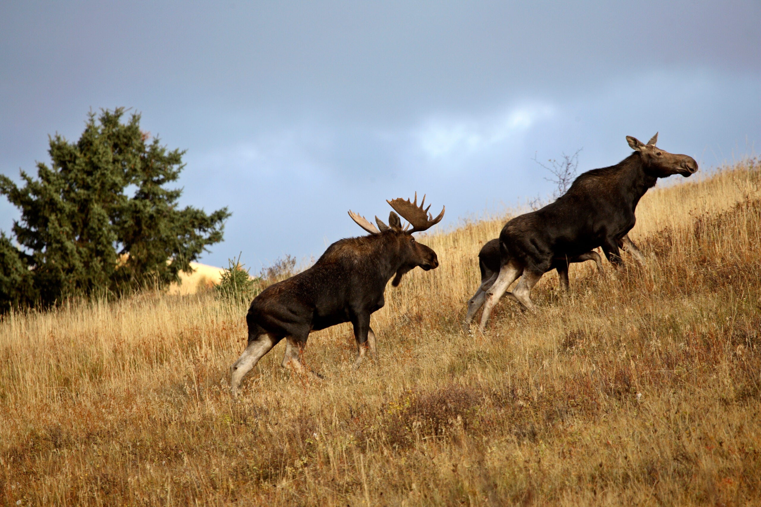 a bull moose following a cow up a hill during the rut