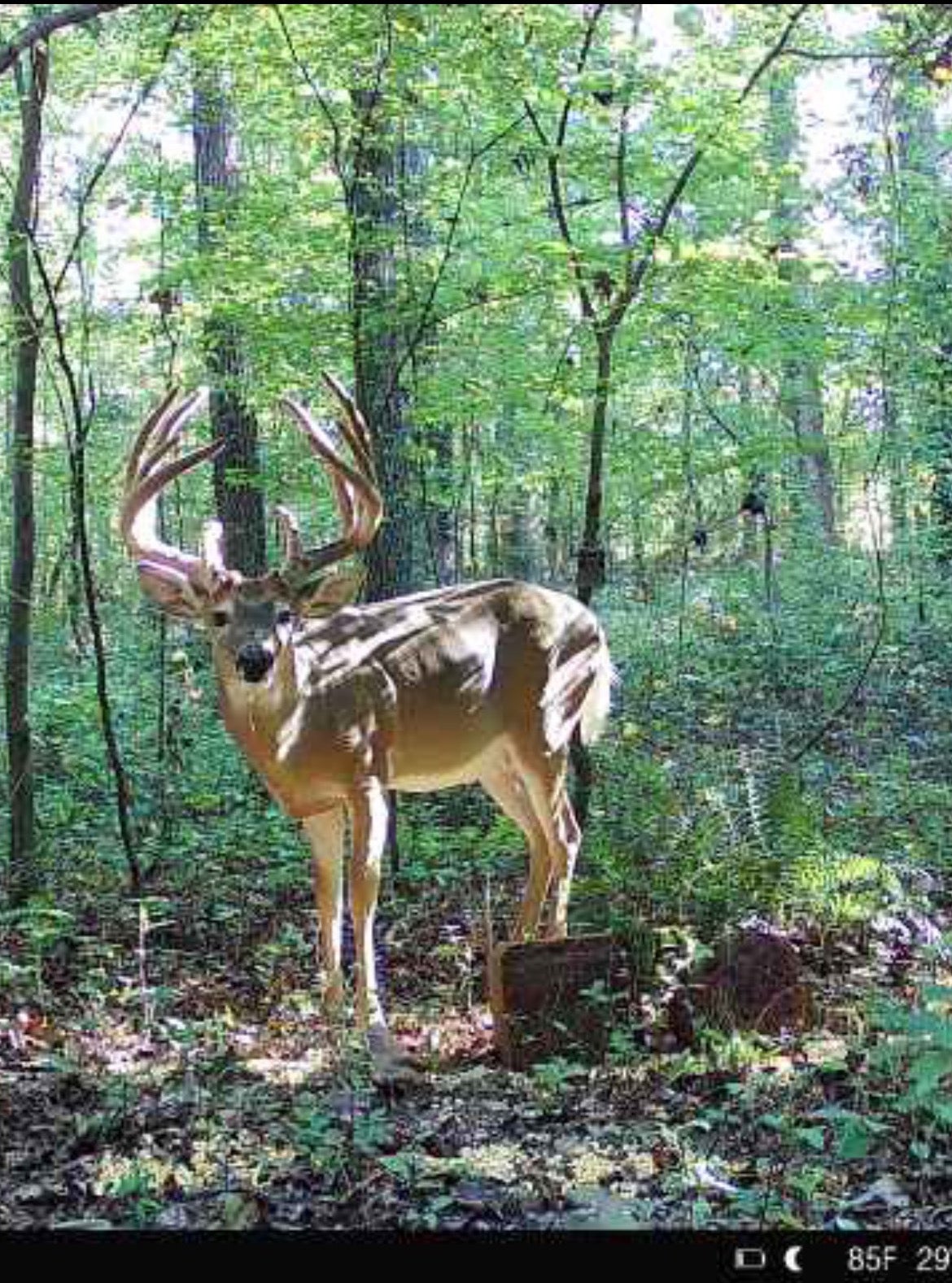 a trail camera photo of the big whitetail buck