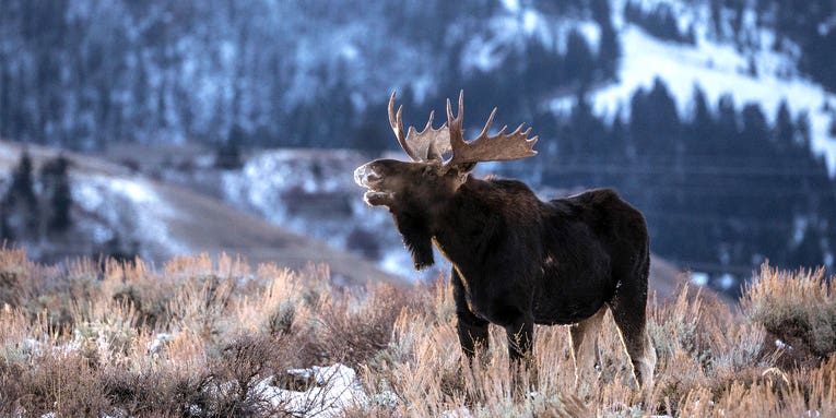What Sounds Does a Moose Make? And How to Use Them to Get Your Bull