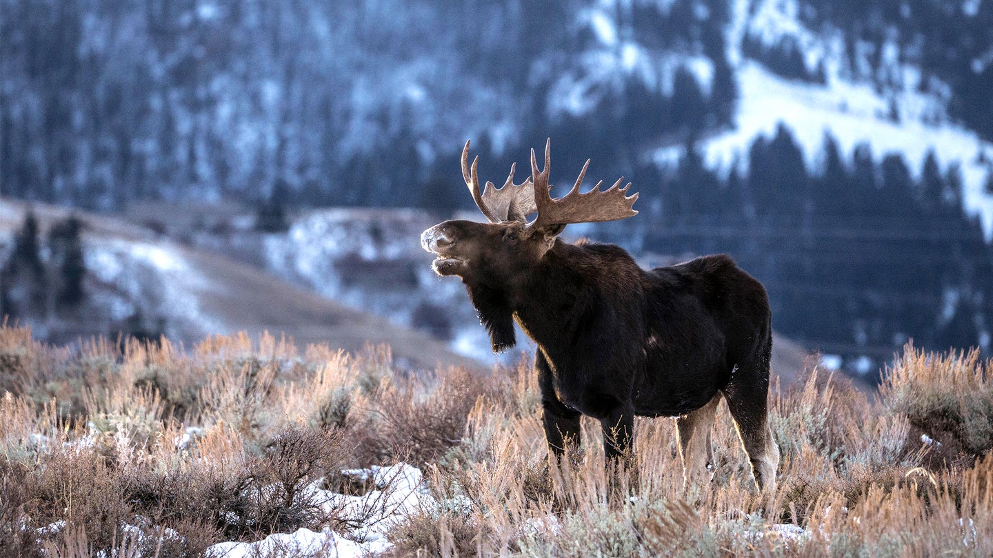 photo of a bull moose make a call to locate a cow