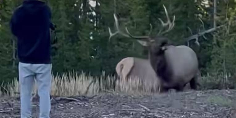 Watch a “Touron” Challenge a Rutting Bull Elk in Yellowstone National Park