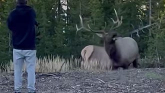 Watch a “Touron” Challenge a Rutting Bull Elk in Yellowstone National Park