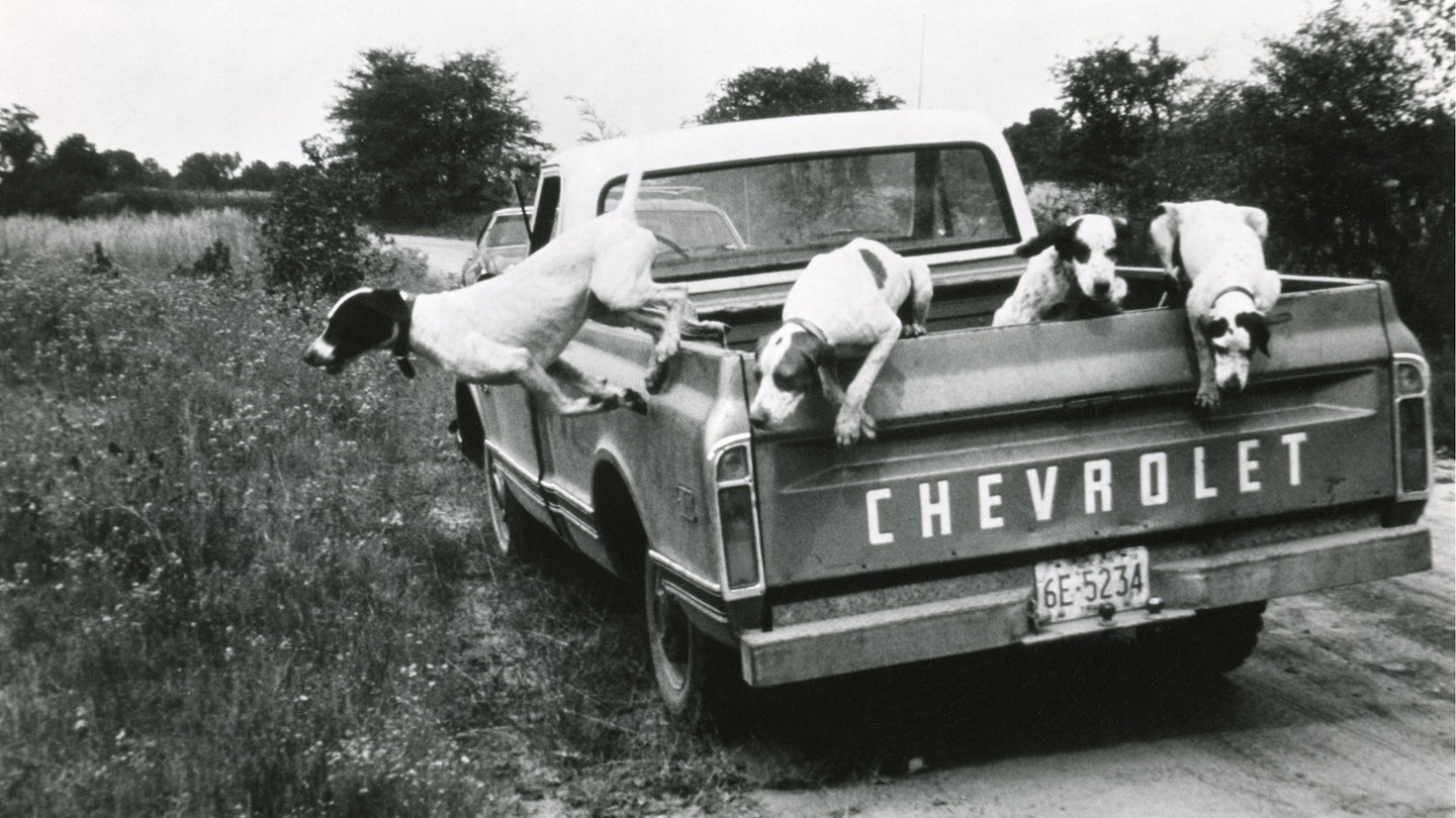 dogs leaping from pickup truck bed