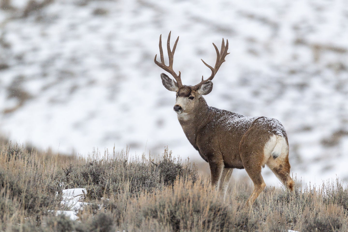 Wyoming's famed pronghorn and mule deer herds took a big hit during the winter of 2022 and 2023.