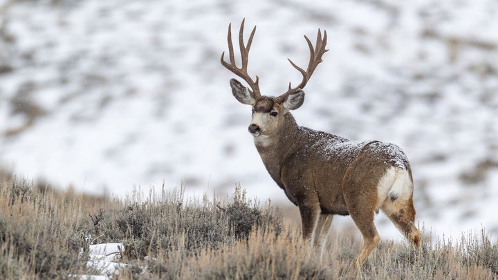 Why Are Some Wyoming Hunters Scrapping Their Deer Tags?