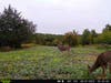 trail-camera photo of the big buck feeding in food plot