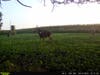 trail-camera photo of the buck visiting a food plot just before dusk