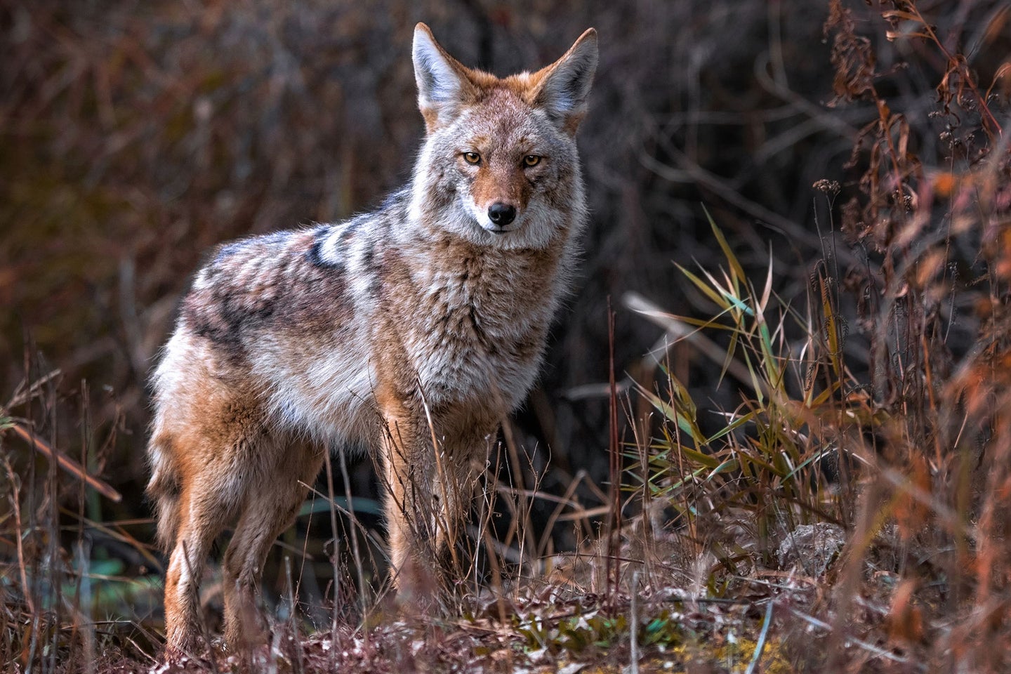 There is no closed season and no bag limit on coyotes in the state of Pennsylvania. 