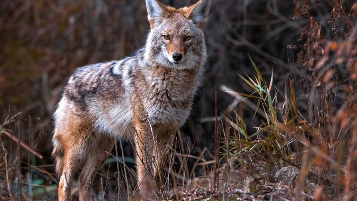 Pennsylvania Game Commission Mulls Ban on Hunting Coyotes with Dogs During Fall Big Game Seasons