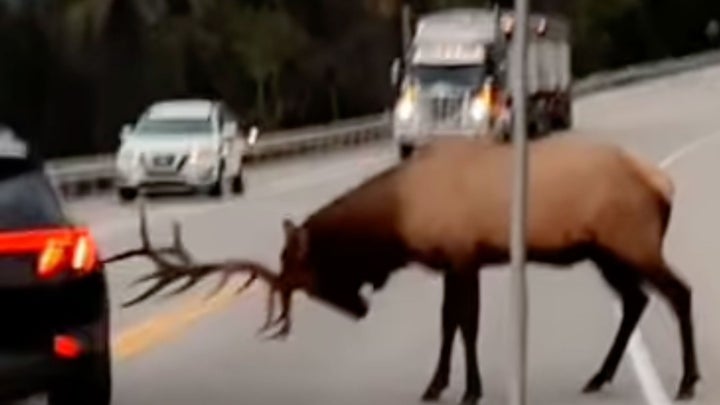 Watch a Rutting Bull Elk Ram a Hyundai in Canada