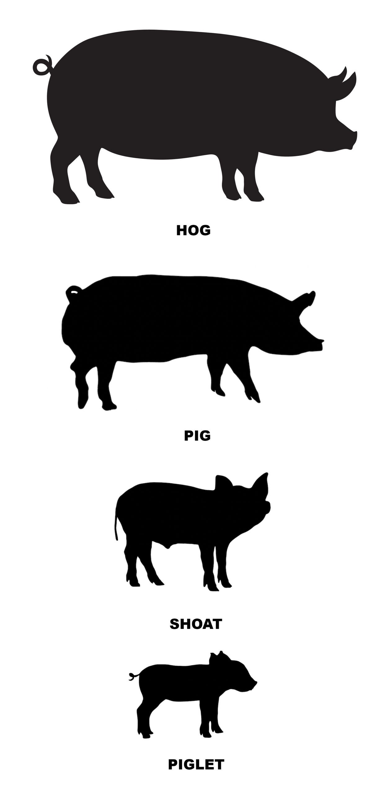 pigs vs hogs comes down to size; this chart shows all pig sizes