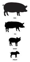 pigs vs hogs comes down to size; this chart shows all pig sizes