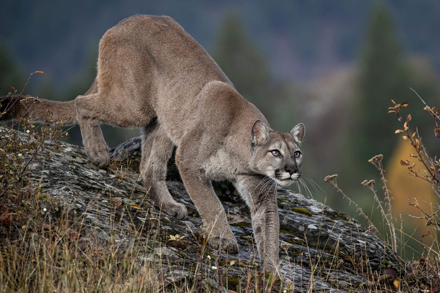 Once extirpated from Nebraska, mountain lions have reclaimed some of their native habitat in the Cornhusker State via larger populations in the western U.S. 