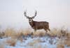 A photo of a mule deer standing broadside in snowy conditions.