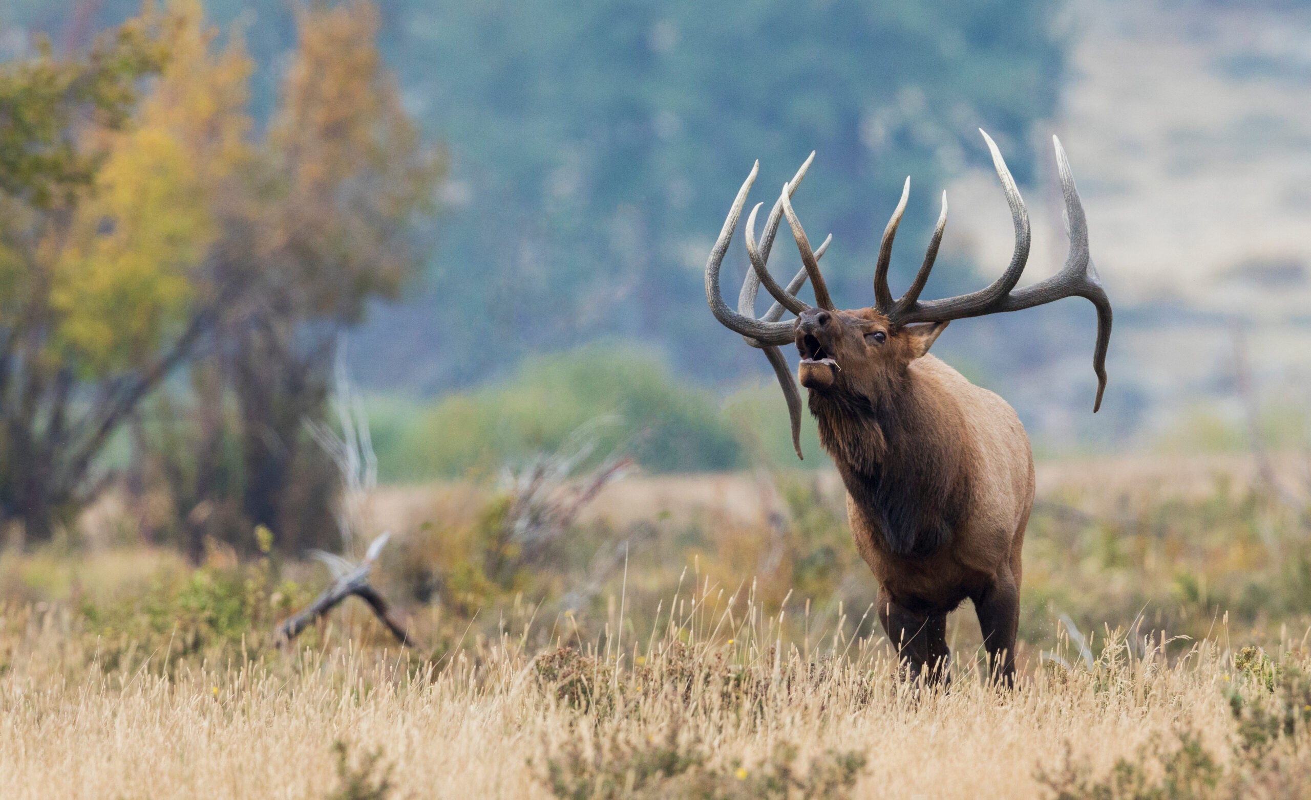 A photo of a bull elk bugling